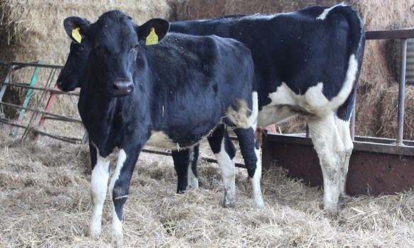 Black and white heifer stood on straw